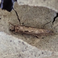 Tinea undescribed species at Cook, ACT - 16 May 2019 04:39 PM