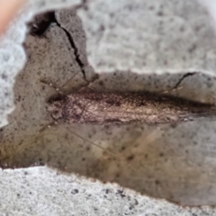 Tinea undescribed species at Cook, ACT - 16 May 2019 04:39 PM