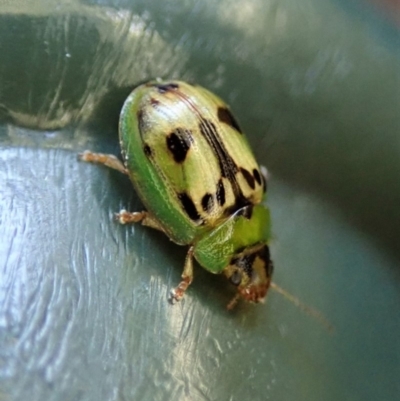 Peltoschema hamadryas (Hamadryas leaf beetle) at Cook, ACT - 16 May 2019 by CathB