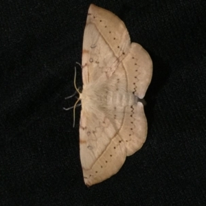 Anthela acuta at Berry, NSW - 17 May 2019 06:08 PM