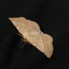 Anthela acuta at Berry, NSW - 17 May 2019 06:08 PM