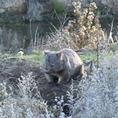 Vombatus ursinus (Common wombat, Bare-nosed Wombat) at Burra, NSW - 17 May 2019 by davidcunninghamwildlife