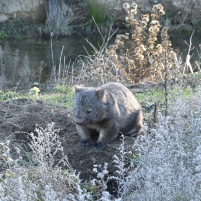 Vombatus ursinus (Common wombat, Bare-nosed Wombat) at QPRC LGA - 17 May 2019 by davidcunninghamwildlife