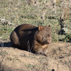 Vombatus ursinus (Common wombat, Bare-nosed Wombat) at QPRC LGA - 17 May 2019 by davidcunninghamwildlife