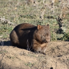 Vombatus ursinus (Common wombat, Bare-nosed Wombat) at Googong Foreshore - 17 May 2019 by davidcunninghamwildlife