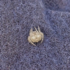 Dolophones sp. (genus) (Wrap-around spider) at Hughes, ACT - 15 May 2019 by JackyF