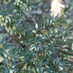 Melichrus urceolatus (Urn Heath) at Deakin, ACT - 16 May 2019 by JackyF