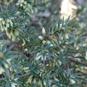 Melichrus urceolatus at Deakin, ACT - 16 May 2019