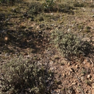 Melichrus urceolatus at Deakin, ACT - 16 May 2019