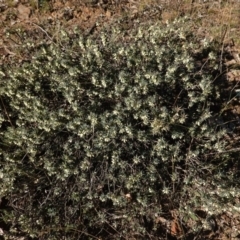 Melichrus urceolatus at Deakin, ACT - 16 May 2019