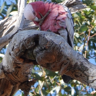 Eolophus roseicapilla (Galah) at Red Hill to Yarralumla Creek - 16 May 2019 by JackyF