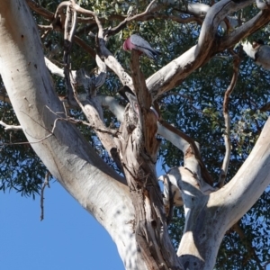 Eolophus roseicapilla at Hughes, ACT - 16 May 2019