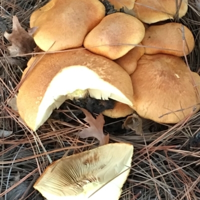 zz agaric (stem; gills not white/cream) at Lake Burley Griffin West - 23 Apr 2019 by JaneR