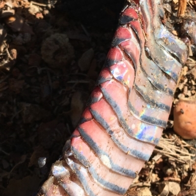 Pseudechis porphyriacus (Red-bellied Black Snake) at Barton, ACT - 17 May 2019 by KL