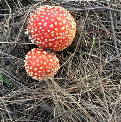Amanita muscaria (Fly Agaric) at Lake Burley Griffin West - 23 Apr 2019 by JaneR