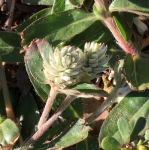 Gomphrena celosioides at Latham, ACT - 6 May 2019 03:30 PM