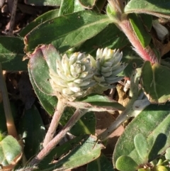 Gomphrena celosioides (Gomphrena Weed) at Latham, ACT - 6 May 2019 by JaneR