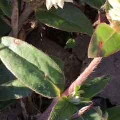 Gomphrena celosioides at Latham, ACT - 6 May 2019