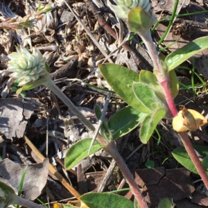 Gomphrena celosioides at Latham, ACT - 6 May 2019