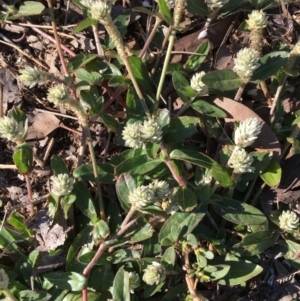 Gomphrena celosioides at Latham, ACT - 6 May 2019 03:30 PM