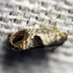 Eupselia beatella (Hypertrophidae) at O'Connor, ACT - 29 Nov 2017 by ibaird