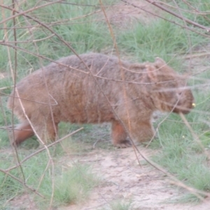 Vombatus ursinus at Tuggeranong DC, ACT - 12 Mar 2019