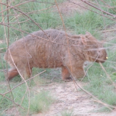 Vombatus ursinus (Common wombat, Bare-nosed Wombat) at Point Hut to Tharwa - 11 Mar 2019 by michaelb