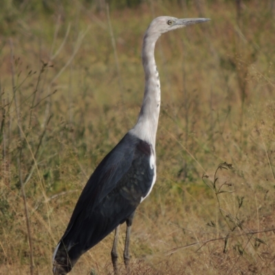 Ardea pacifica (White-necked Heron) at Point Hut to Tharwa - 12 Mar 2019 by michaelb