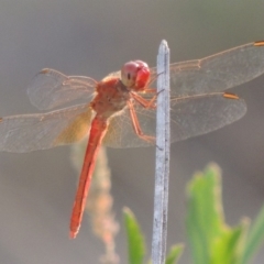 Diplacodes haematodes (Scarlet Percher) at Point Hut to Tharwa - 12 Mar 2019 by michaelb