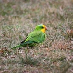 Polytelis swainsonii (Superb Parrot) at Red Hill to Yarralumla Creek - 13 May 2019 by LisaH