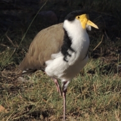 Vanellus miles (Masked Lapwing) at Tuggeranong DC, ACT - 11 Mar 2019 by michaelb