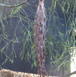 Metura elongatus at Corunna, NSW - 15 May 2019