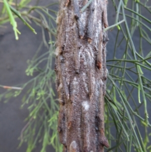 Metura elongatus at Corunna, NSW - 15 May 2019