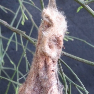 Metura elongatus at Corunna, NSW - 15 May 2019