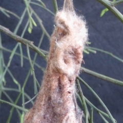 Metura elongatus at Corunna, NSW - 15 May 2019