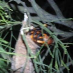 Metura elongatus at Corunna, NSW - 15 May 2019