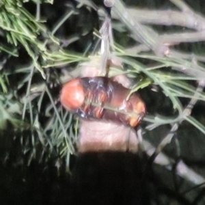 Metura elongatus at Corunna, NSW - 15 May 2019 08:13 PM