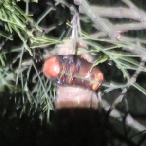 Metura elongatus at Corunna, NSW - 15 May 2019