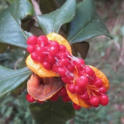 Pittosporum revolutum (Large-fruited Pittosporum) at Wandella, NSW - 9 May 2019 by RobParnell