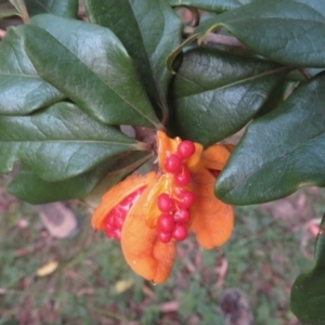 Pittosporum revolutum at Wandella, NSW - 9 May 2019 04:28 PM