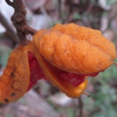 Pittosporum revolutum at Wandella, NSW - 9 May 2019