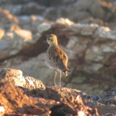 Pluvialis fulva (Pacific Golden-Plover) at Mystery Bay, NSW - 14 May 2019 by RobParnell