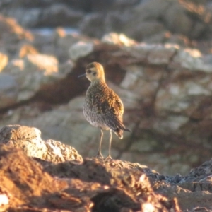 Pluvialis fulva at Mystery Bay, NSW - 15 May 2019