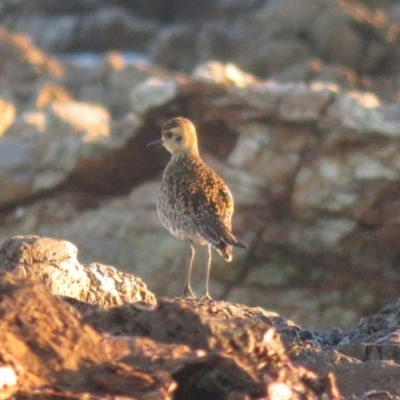 Pluvialis fulva (Pacific Golden-Plover) at Mystery Bay, NSW - 14 May 2019 by RobParnell