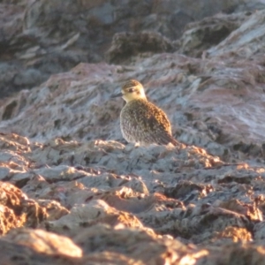 Pluvialis fulva at Mystery Bay, NSW - 15 May 2019