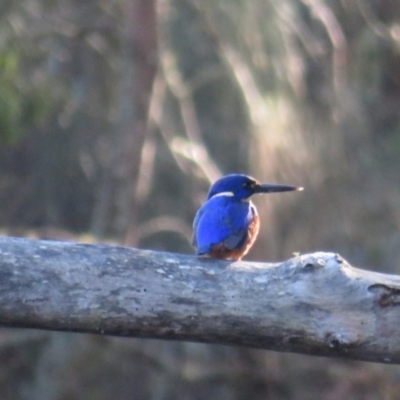 Ceyx azureus (Azure Kingfisher) at Narooma, NSW - 12 May 2019 by RobParnell