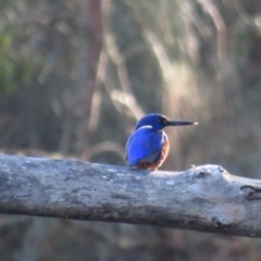 Ceyx azureus (Azure Kingfisher) at Narooma, NSW - 12 May 2019 by RobParnell