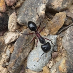 Unidentified Ant (Hymenoptera, Formicidae) (TBC) at - 29 Mar 2019 by RobParnell