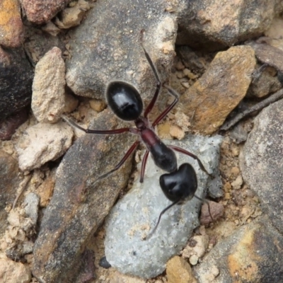Camponotus intrepidus (Flumed Sugar Ant) at Blue Mountains National Park, NSW - 29 Mar 2019 by RobParnell