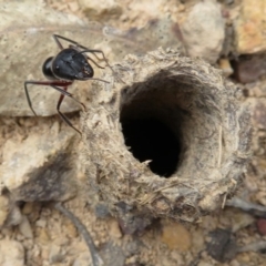 Camponotus intrepidus at Kanangra-Boyd National Park - 29 Mar 2019 12:08 PM